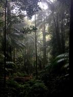 forest in the mist