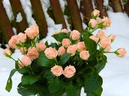 Flower Nature Pink Rose