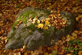 Autumn Leaf Nature