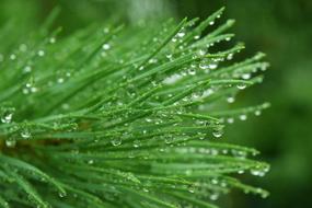 Coniferous Branch Needles