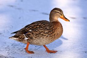 Duck Mallard Snow