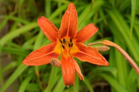 orange flower bud in the foliage
