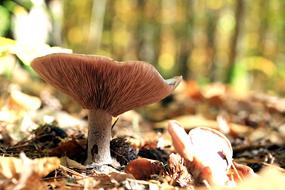Mushroom Nature Autumn