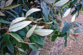 Leaves Shrub Plant
