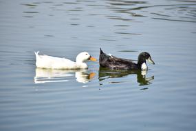 Body Of Water Duck Lake