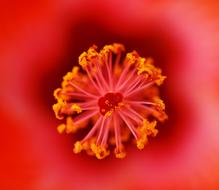 Red Flower Macro