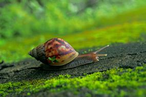 Nature Snail Slow