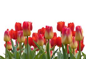Tulips Spring Nature