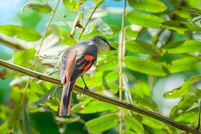 Birds Nature