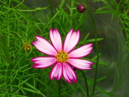 Nature Summer Flower