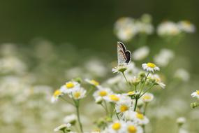 butterfly chamomile meadow