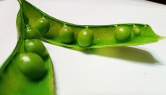 fresh chickpeas