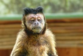 Sad brown monkey