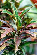 a houseplant in colored paints