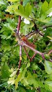 Caterpillars Green Nature