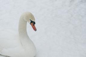 Winter Swan Nature