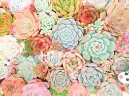 Succulents Plant Natural