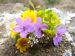 Flowers Corsage Wild