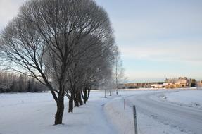 Winter Snow Frost