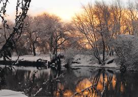 Nature Tree Winter