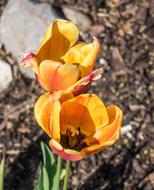 Nature Blossom Bloom