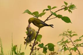 the birds in the tree are beautiful