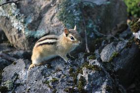 Nature Wildlife Outdoors