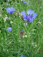 Summer Nature Flower