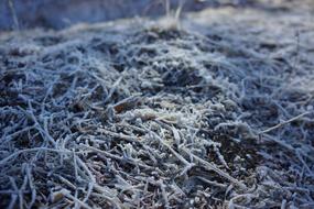 tree roots in the snow