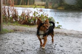 Black dog on the river