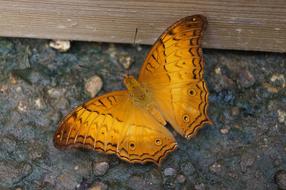 Butterfly Nature Insect