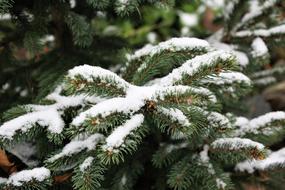 Snow The First Spruce