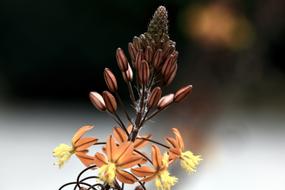 Flower Bulbine Southern Africa