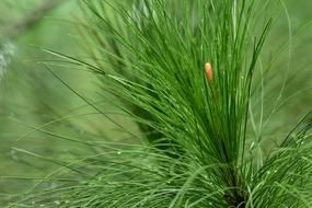 green thorn tree