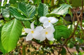 Plumeria Pudica White Yellow