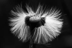 Flower Macro Nature
