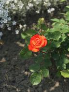 orange flower bud in the bush