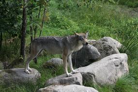 Wolf Forest Animal