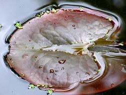 Water Lily Pond Pad