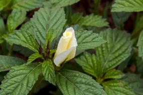 Leaf Nature Plant No