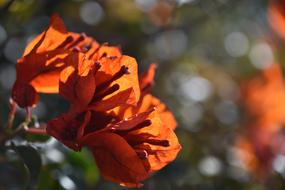 Leaf Flower Flora