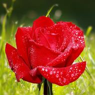 Flower Rose Red