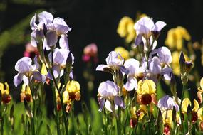 Irises Spring Flowers May In The