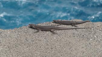 Nature Lizard Animal