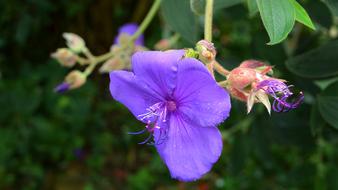 Bauhinia Blakeana Hong Kong Orchid