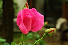 flower bud on the stem in the garden
