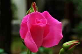 Flower Rosa Pink