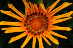 Approach Beautiful Flower Nature