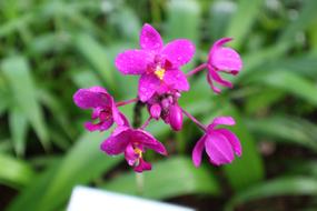 Plant Ornamental Kind Of Wood