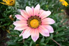 Nature Flower Plant
